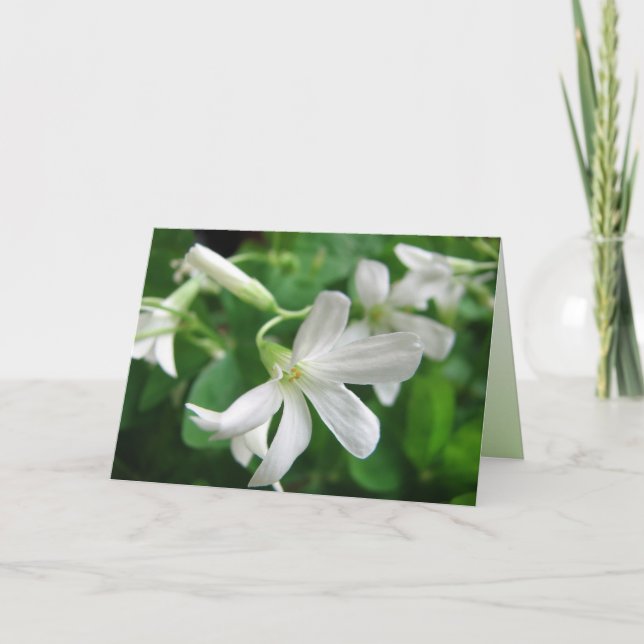 Tarjeta de flores de Shamrock de St. Patrick's Day (Anverso)