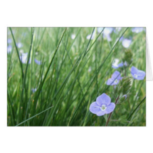Tarjeta de flores de Speedwell