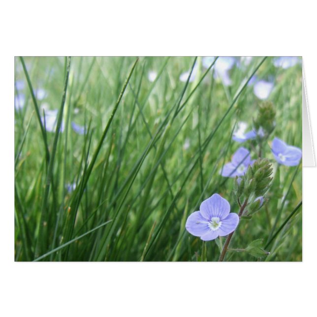 Tarjeta de flores de Speedwell (Anverso (Horizontal))