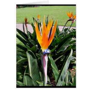 Tarjeta de flores en Portugal