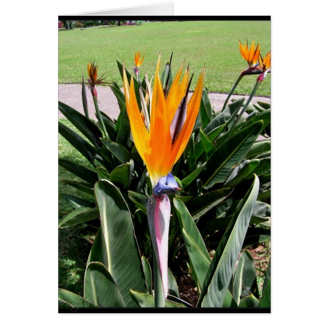 Tarjeta de flores en Portugal (Frente)