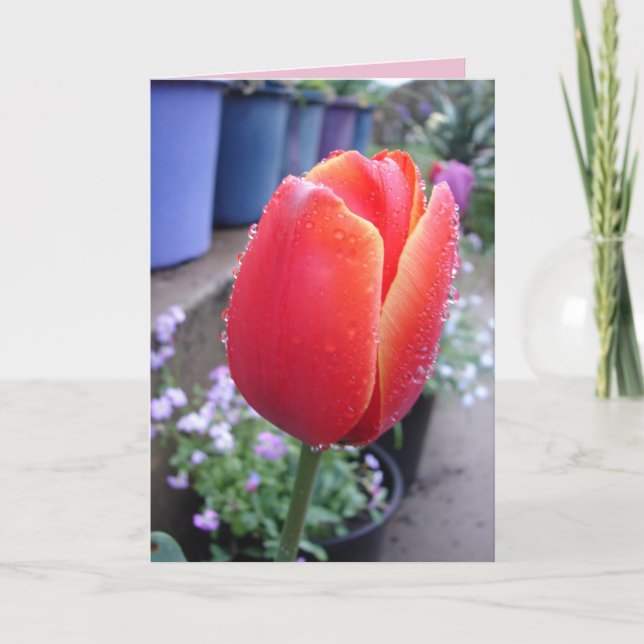 Tarjeta de flores florales Tulipán Rojo y gotas de (Anverso)