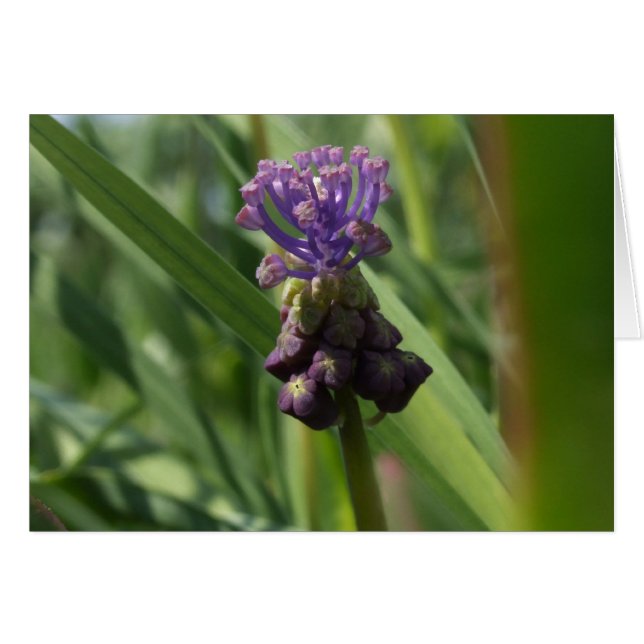 Tarjeta de flores moradas (Anverso (Horizontal))