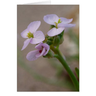 Tarjeta de flores moradas