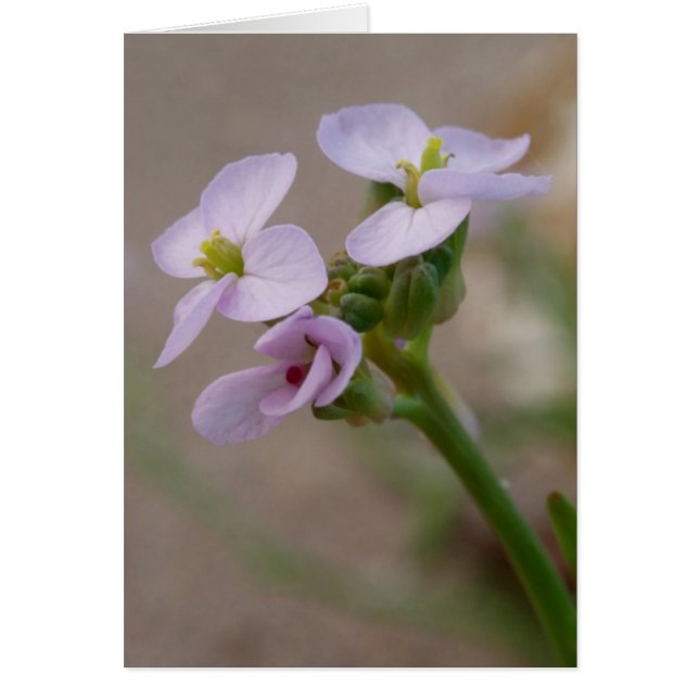 Tarjeta de flores moradas (Frente)