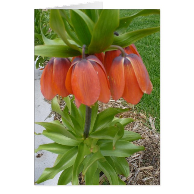 Tarjeta de flores Naranjas de Fritillaria Imperial (Frente)