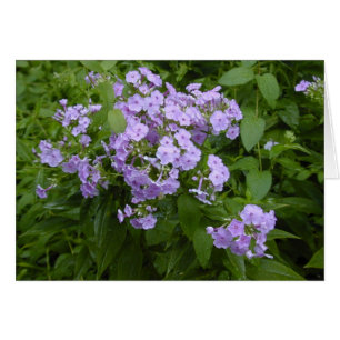 Tarjeta de flores Phlox