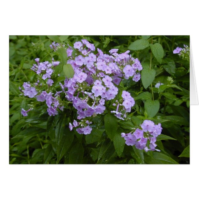Tarjeta de flores Phlox (Anverso (Horizontal))