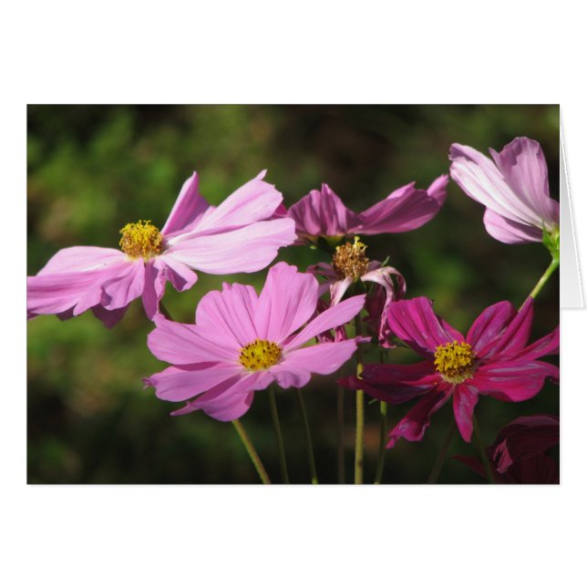 Tarjeta de flores púrpura Cosmos (Anverso (Horizontal))