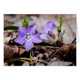 Tarjeta de flores púrpura perwinkle