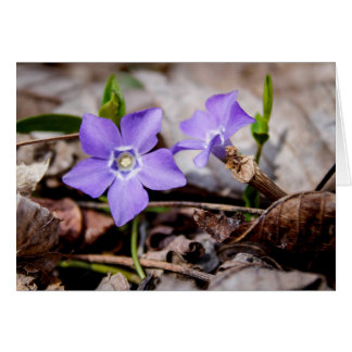 Tarjeta de flores púrpura perwinkle