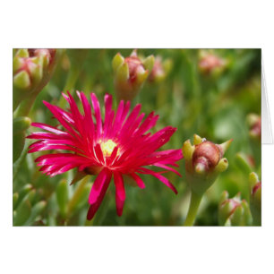 Tarjeta de flores rosa para Iceplant