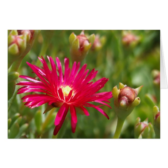 Tarjeta de flores rosa para Iceplant (Anverso (Horizontal))