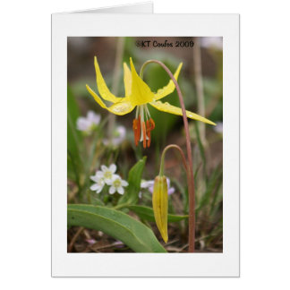 Tarjeta de flores silvestres de Lily Glacier