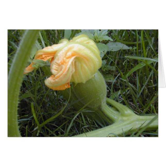 Tarjeta de formación de calabaza (Anverso (Horizontal))