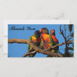 Tarjeta de foto de Gracias con Lorikeets arcoiris