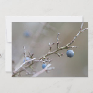 Tarjeta de foto de la naturaleza Sloe Berries