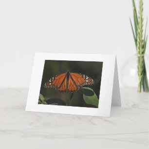 Tarjeta de Foto de Mariposa Naranja en la Naturale