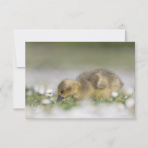 Tarjeta de foto de naturaleza de adorable gansito