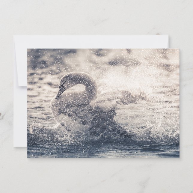 Tarjeta de foto de Swan Nature (Anverso)