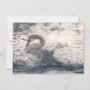 Tarjeta de foto de Swan Nature