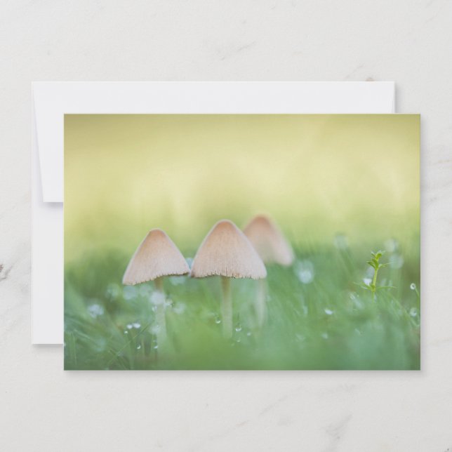 Tarjeta de foto natural para hongos pequeños (Anverso)