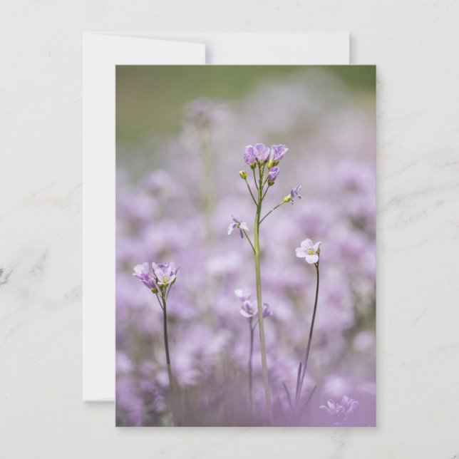 Tarjeta de fotos de la naturaleza del Smock de Lad (Anverso)