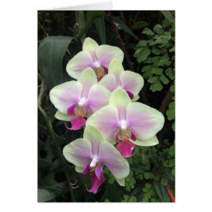 Tarjeta de fotos de orquídeas de Singapur
