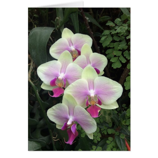 Tarjeta de fotos de orquídeas de Singapur (Frente)