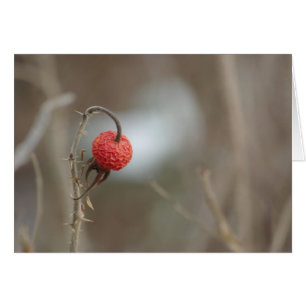 Tarjeta de fruta Rosa silvestre