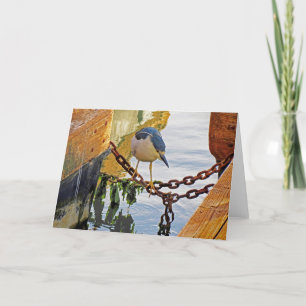 Tarjeta de garganta nocturna de corona negra para 