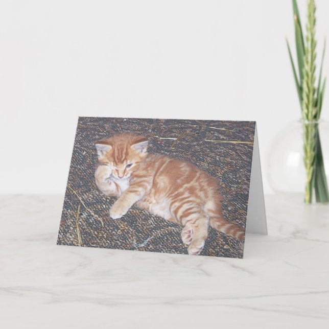 Tarjeta de gatito atigrado naranja asilvestrado (Anverso)