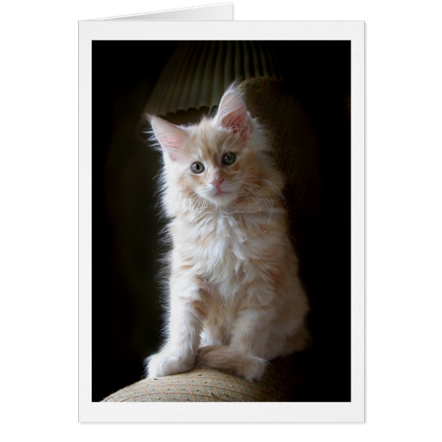 Tarjeta de gatito Cute cameo Maine Coon (Frente)