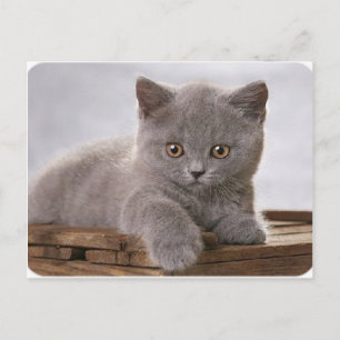 tarjeta de gatito gris linda