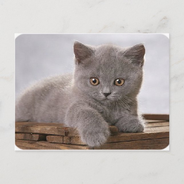 tarjeta de gatito gris linda (Anverso)
