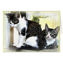 tarjeta de gatitos linda