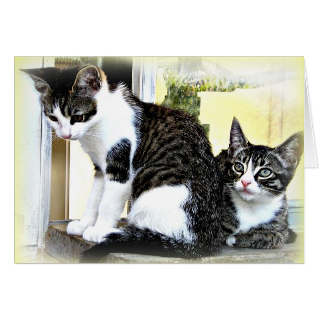 tarjeta de gatitos linda (Anverso (Horizontal))