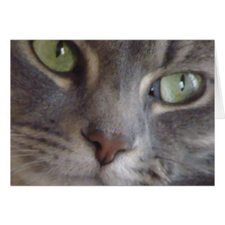 Tarjeta de gato