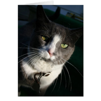 Tarjeta de gato