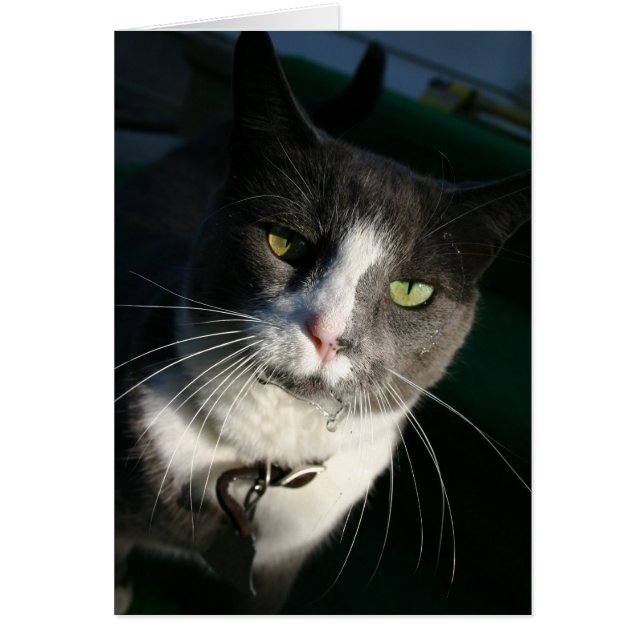 Tarjeta de gato (Frente)