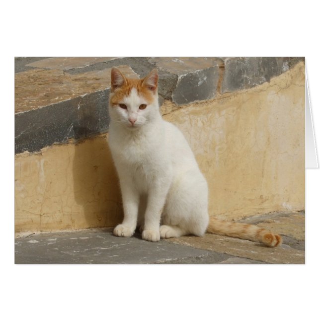 Tarjeta de gato (Anverso (Horizontal))