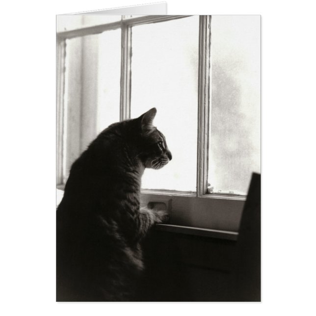 Tarjeta de gato #2 (Frente)