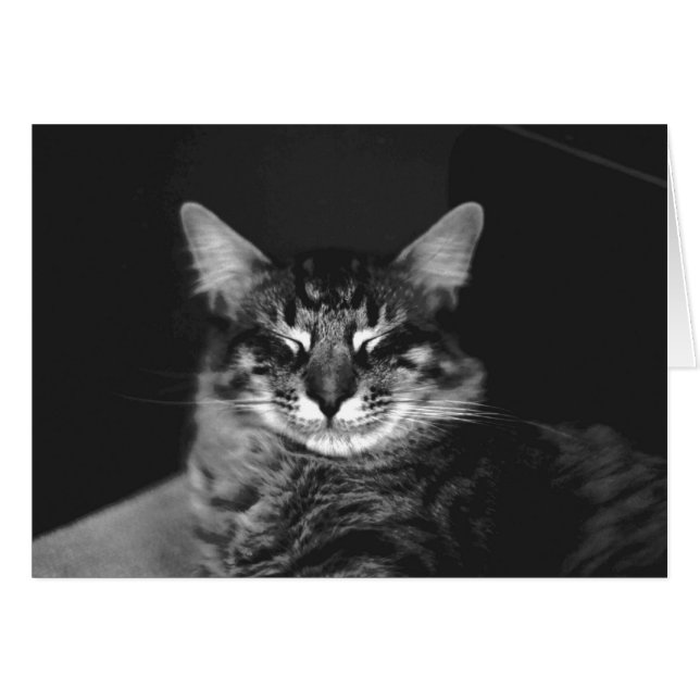 Tarjeta de gato #3 (Anverso (Horizontal))