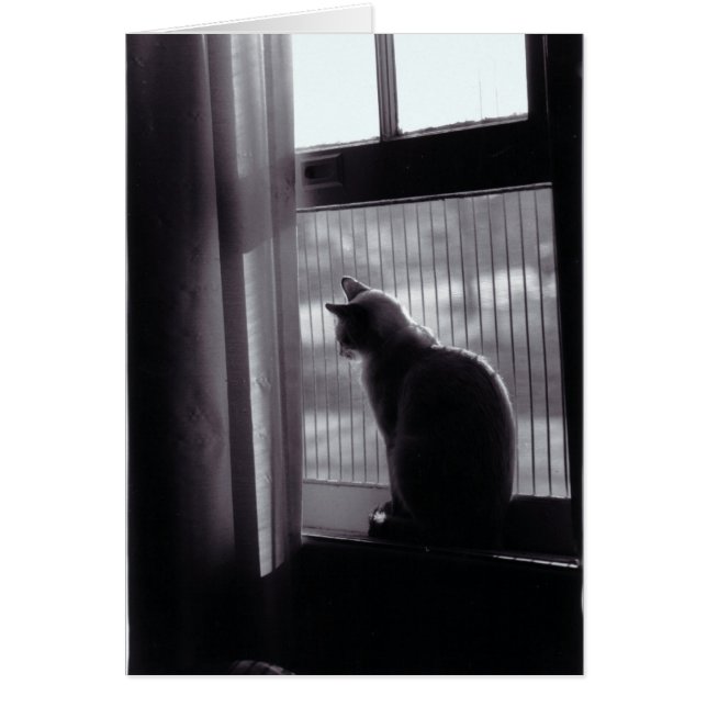 Tarjeta de gato #4 (Frente)