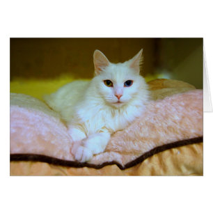 Tarjeta de gato angora turca para princesas