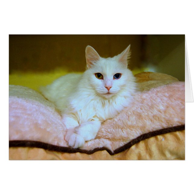 Tarjeta de gato angora turca para princesas (Anverso (Horizontal))