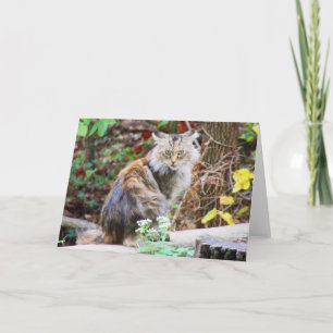 Tarjeta de gato asilvestrado sentado en el bosque