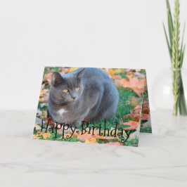 Tarjeta de gato colorida