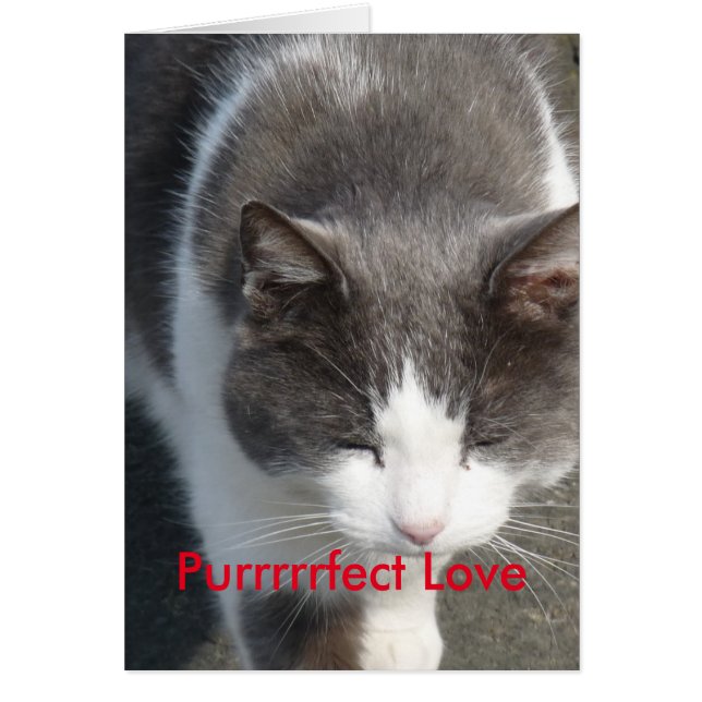 Tarjeta de gato de amor perfecta (Frente)