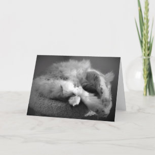 Tarjeta de gato durmiente